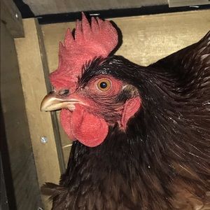 Meet your Posher, Lori